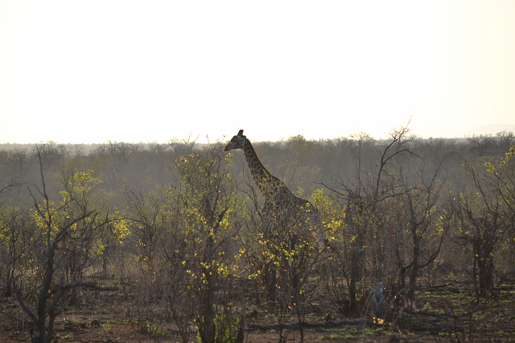 Sydlig Giraff